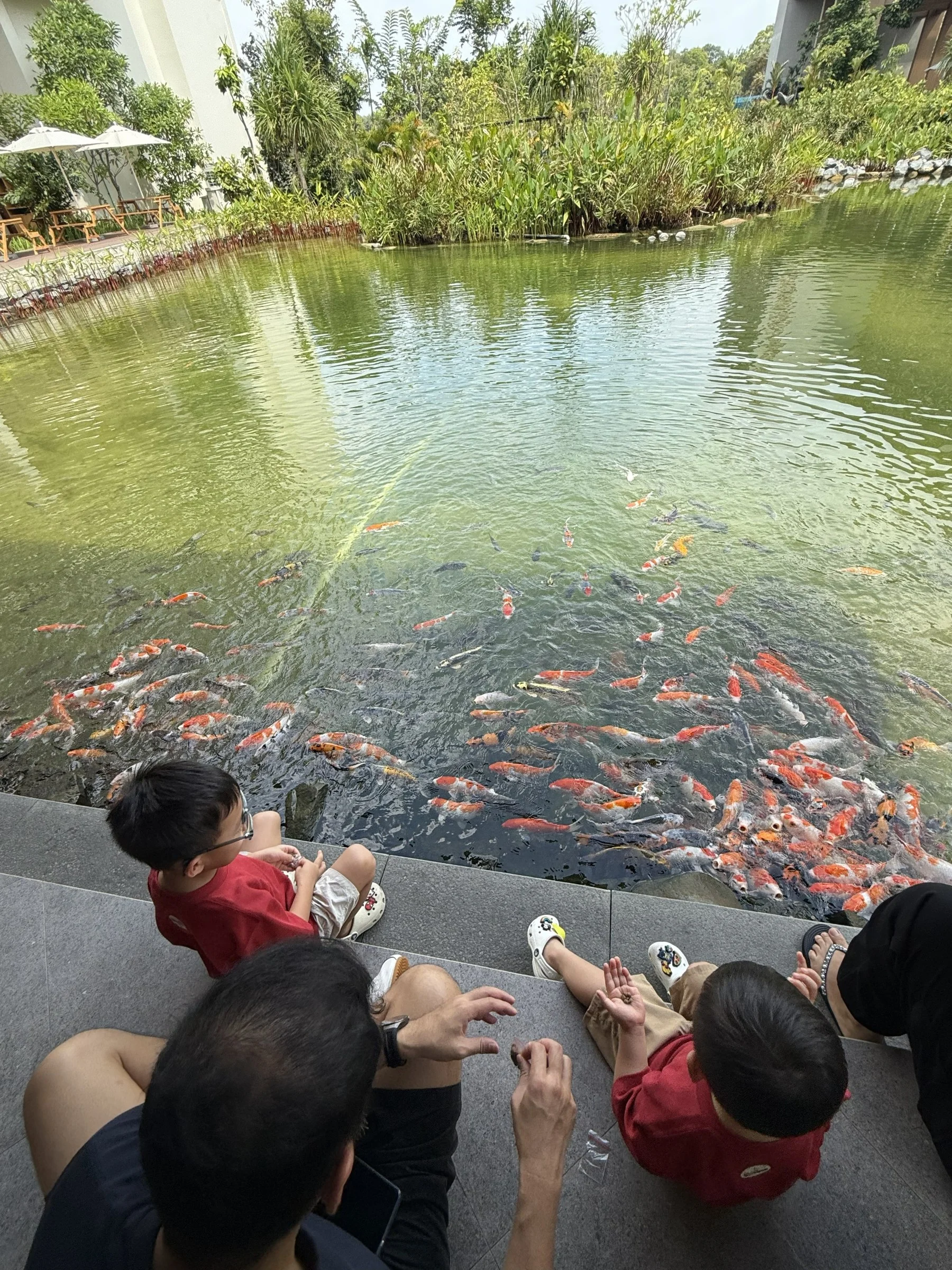 Our family feeding koi fish beside the resort's pond.